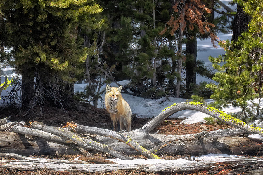 Red Fox Hunting in Yellowstonr, No 1 Photograph by Belinda Greb