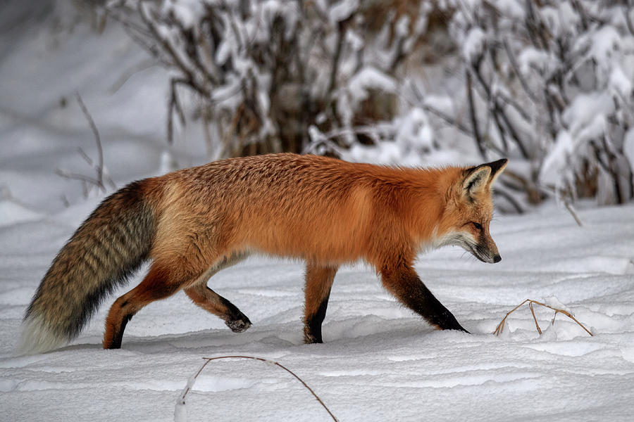 Red Fox Hunting Photograph by Paul Freidlund