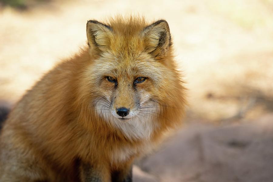 Red Fox in Arizona Photograph by Mark Robinson - Pixels