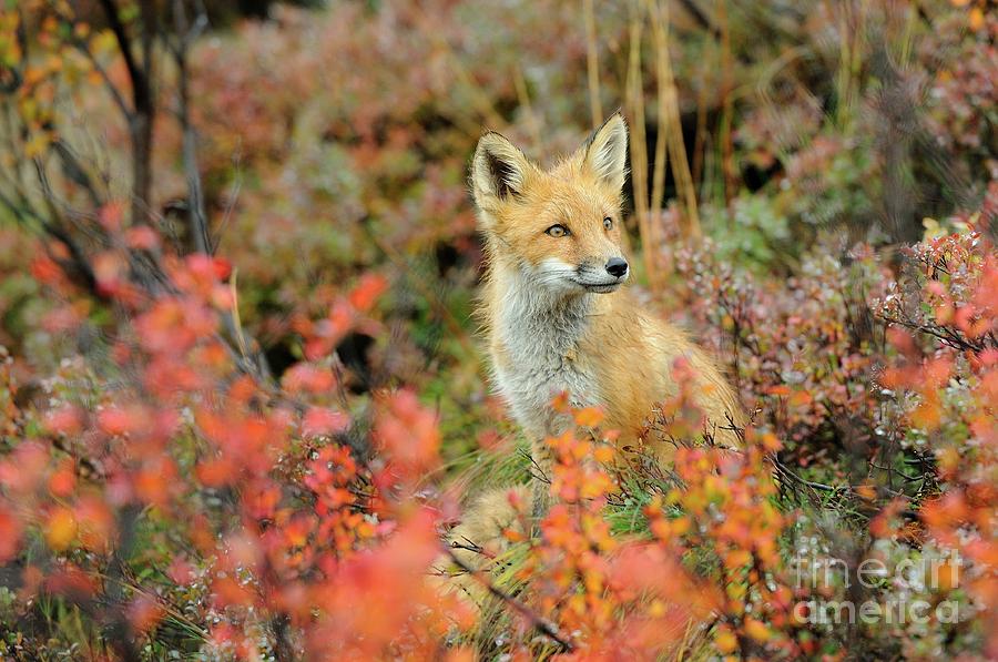 Red Fox in Autumn Foliage near Denali National Park Photograph by Tom Schwabel
