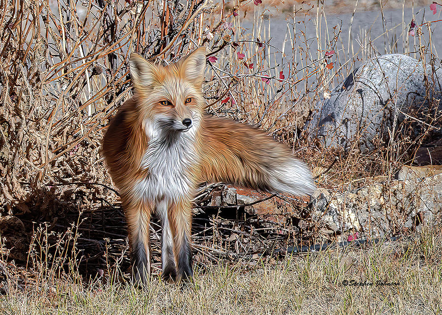 Red Fox in Backyard Photograph by Stephen Johnson