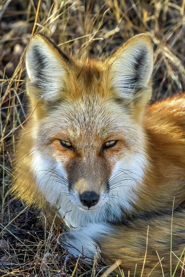 Red fox in Grand Teton National Park Photograph by Pierre Leclerc Photography