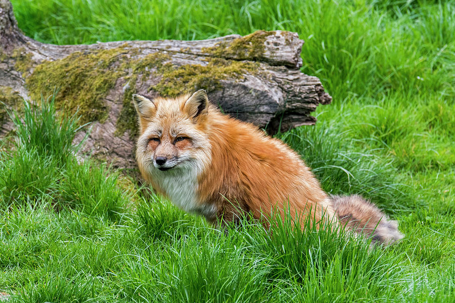 Red Fox in Grassland Photograph by Arterra Picture Library