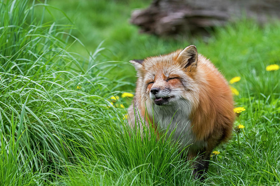 Red Fox in Meadow Photograph by Arterra Picture Library