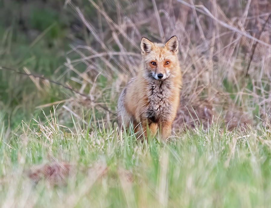 Red Fox in NJ Photograph by Scott Miller