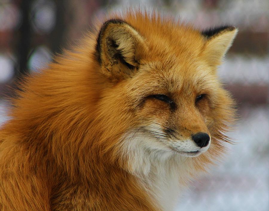 Red Fox In Snow Photograph by Brittney Powers - Fine Art America