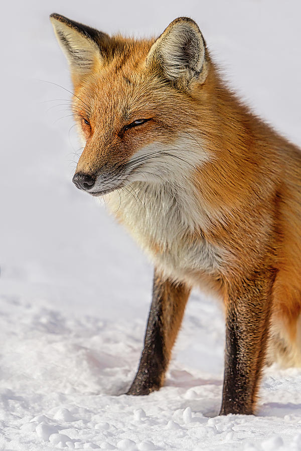 Red Fox In Snow Photograph by Susan Candelario