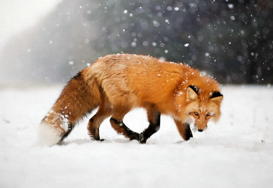 Red Fox In Snowstorm Mixed Media by Sandi OReilly