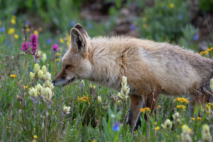 Red Fox in the Alpine Photograph by Cascade Colors