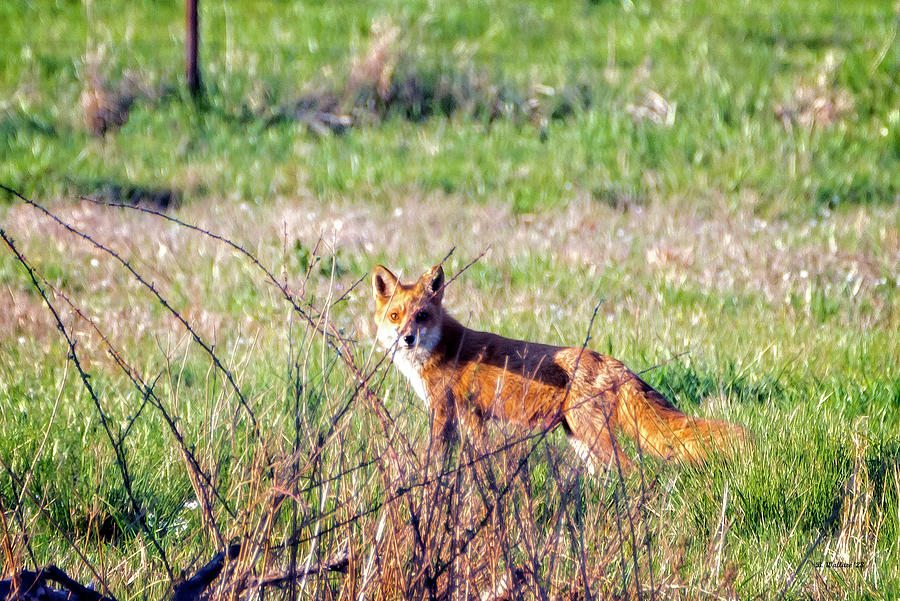 Red Fox In The Farm Pasture Photograph by Brian Wallace