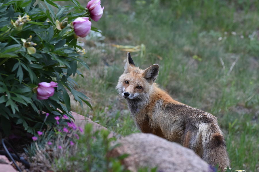 Red Fox in the Garden Photograph by Ben Foster
