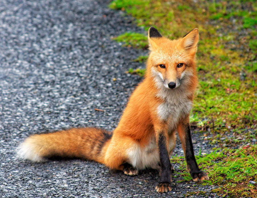 Red Fox in the Gros Morne National Park Photograph by Tatiana Travelways