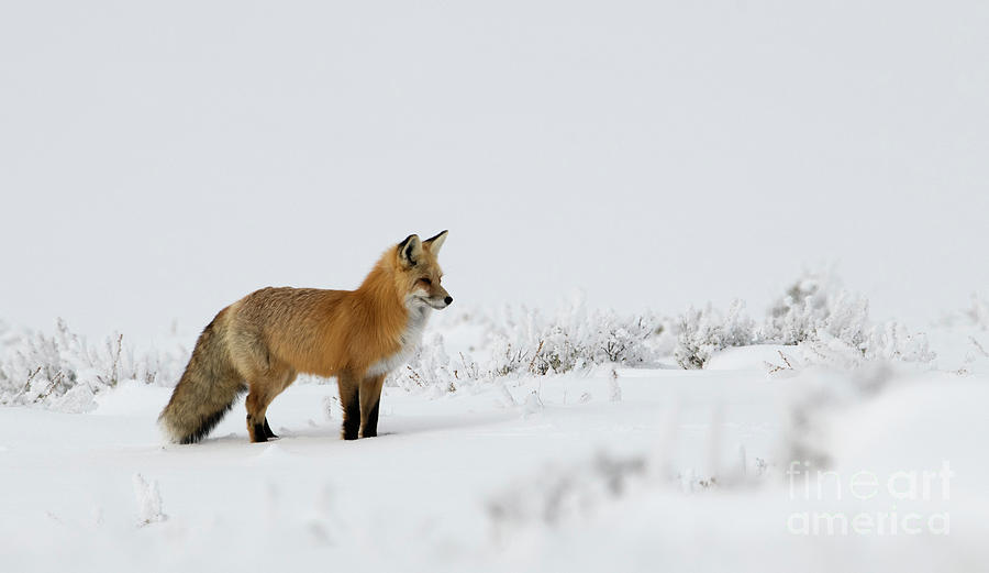Red Fox in the Snow Photograph by Patrick Nowotny