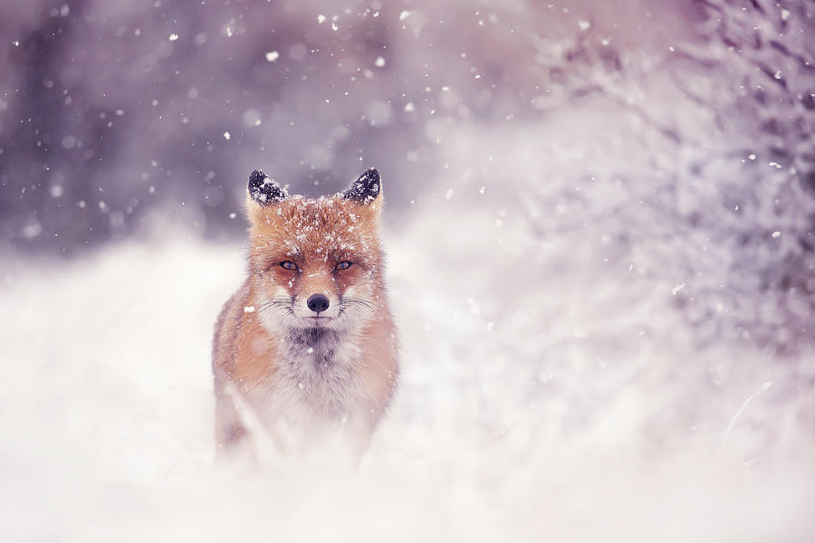Winter Photograph - Red Fox in the Snow Series - A Fox Fantasy by Roeselien Raimond