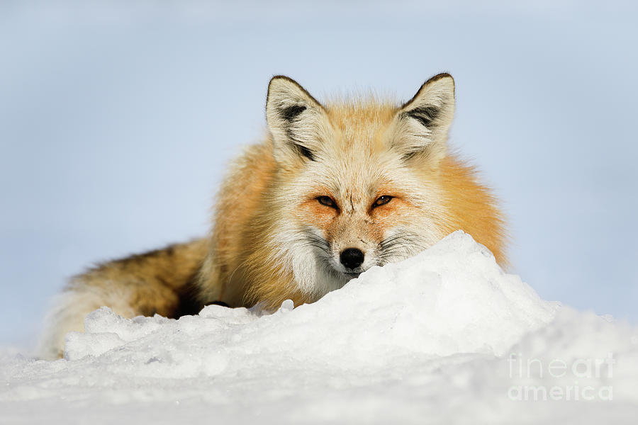Red Fox in the Winter Photograph by Bret Barton