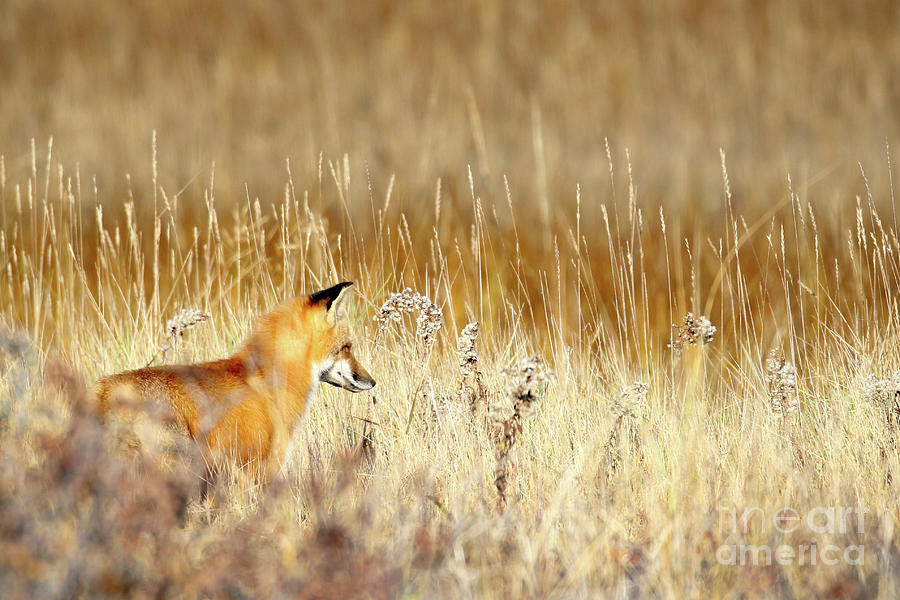 Red Fox in the winter marsh Photograph by Marcy Ford