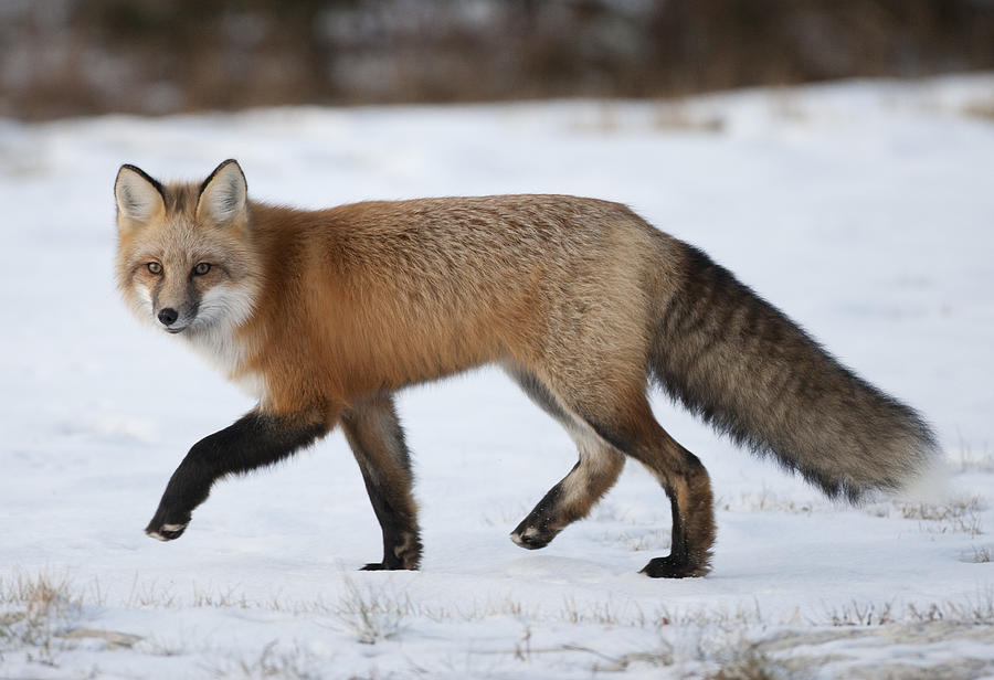 Red fox in Tundra Photograph by Richard McManus