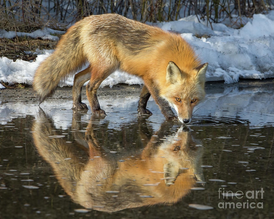 Nature Photograph - Red Fox in Water by Jerry Fornarotto
