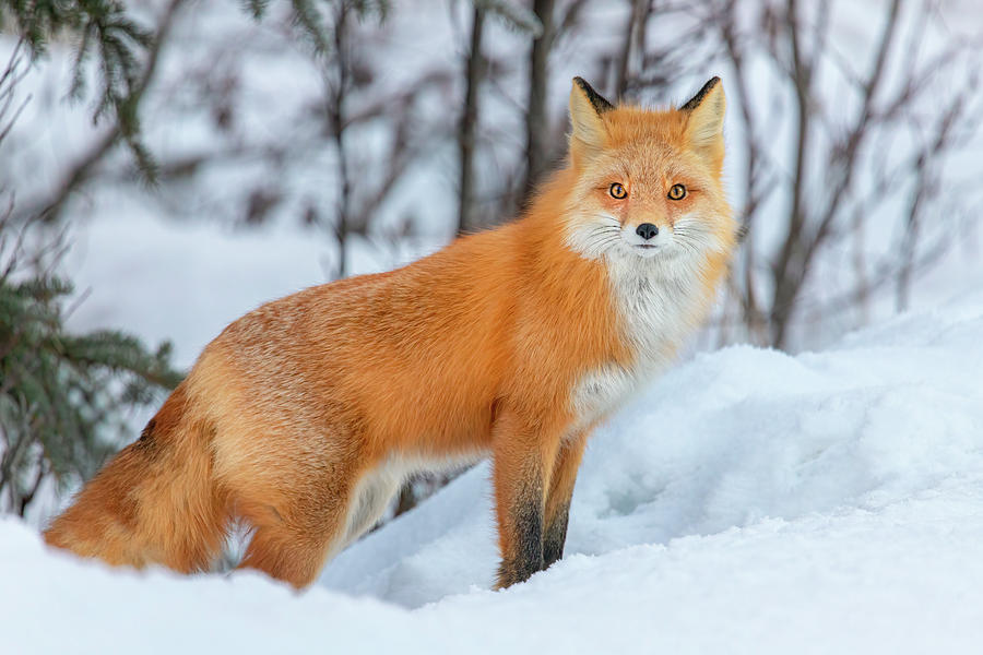 Red Fox in Winter Coat Photograph by James Capo
