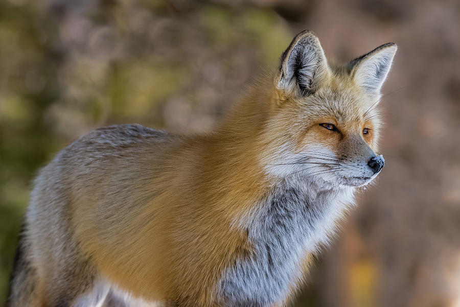 Red Fox In Winter Glow Photograph by Yeates Photography