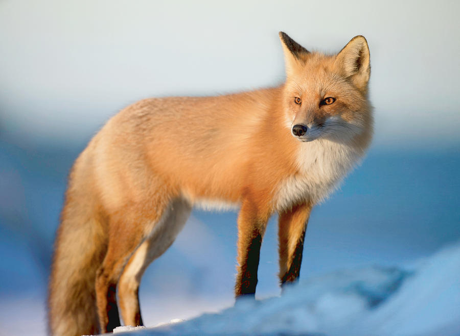 Red Fox in Winter Photograph by Susan Hope Finley