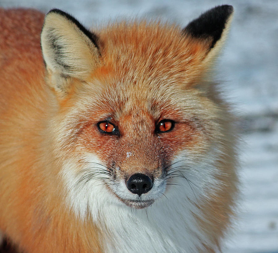 Red Fox Photograph by James Williams - Fine Art America