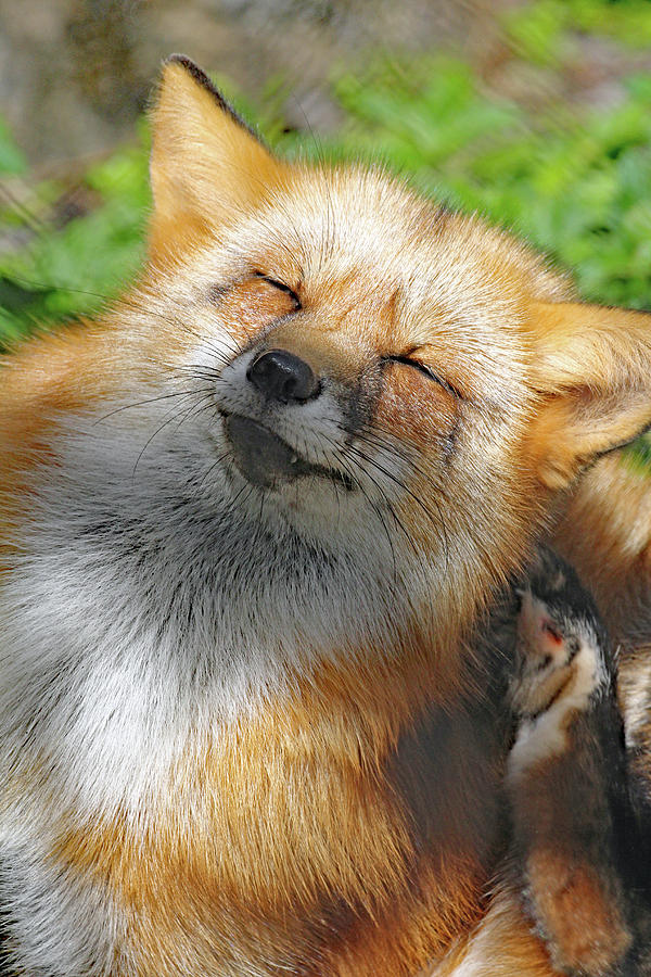 Red Fox Photograph by Jennifer Robin