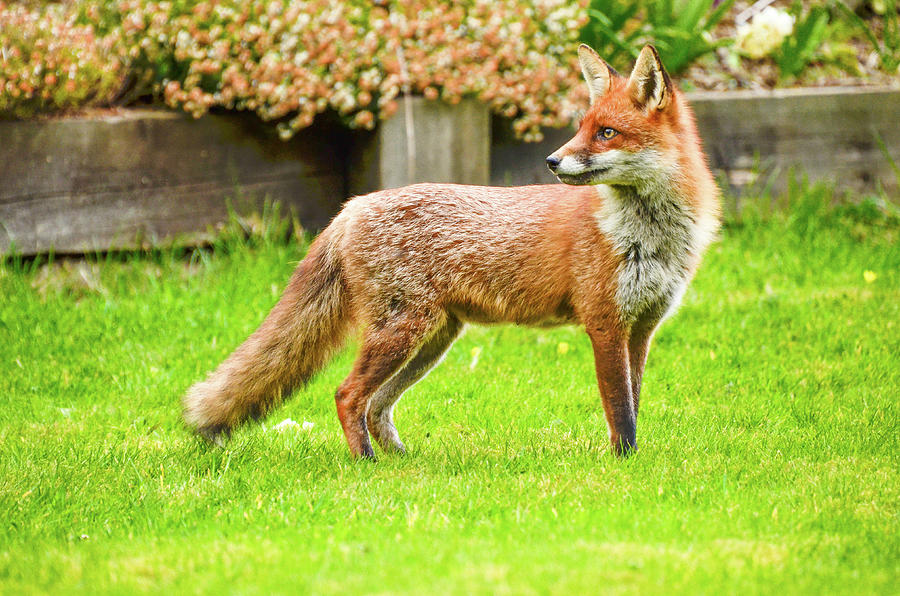 Red Fox  Photograph by Joe Ormonde