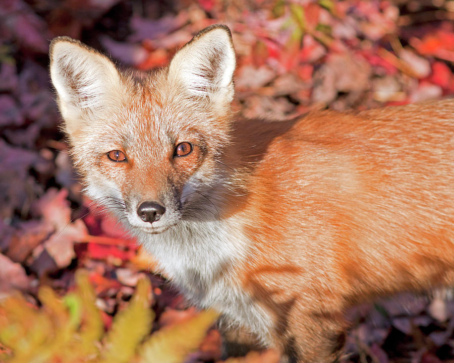 Red Fox Photograph by John Rowe