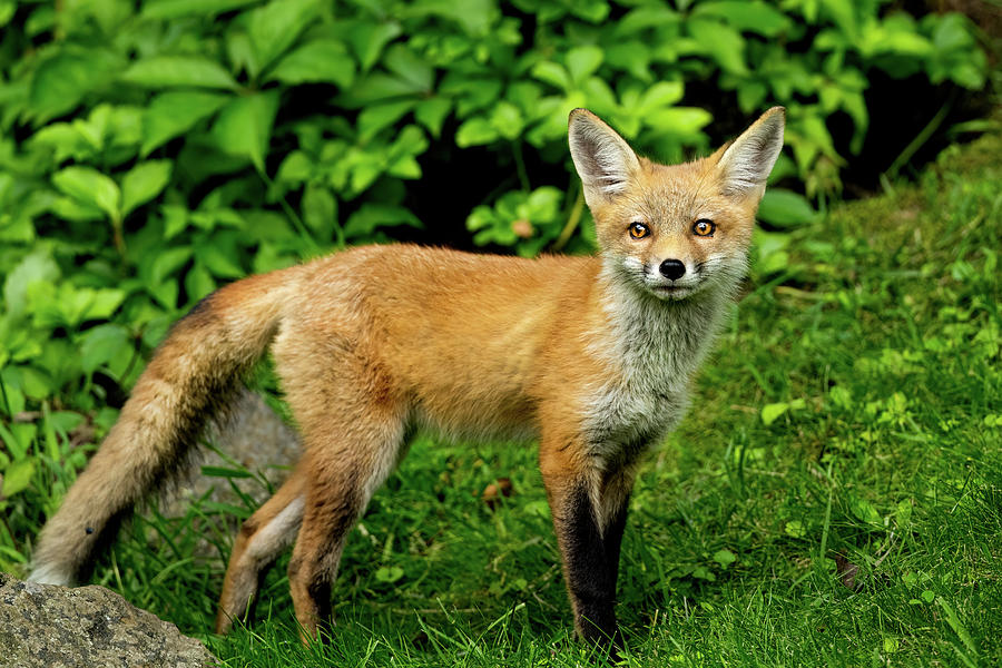 Red Fox Photograph by John Ruggeri - Fine Art America