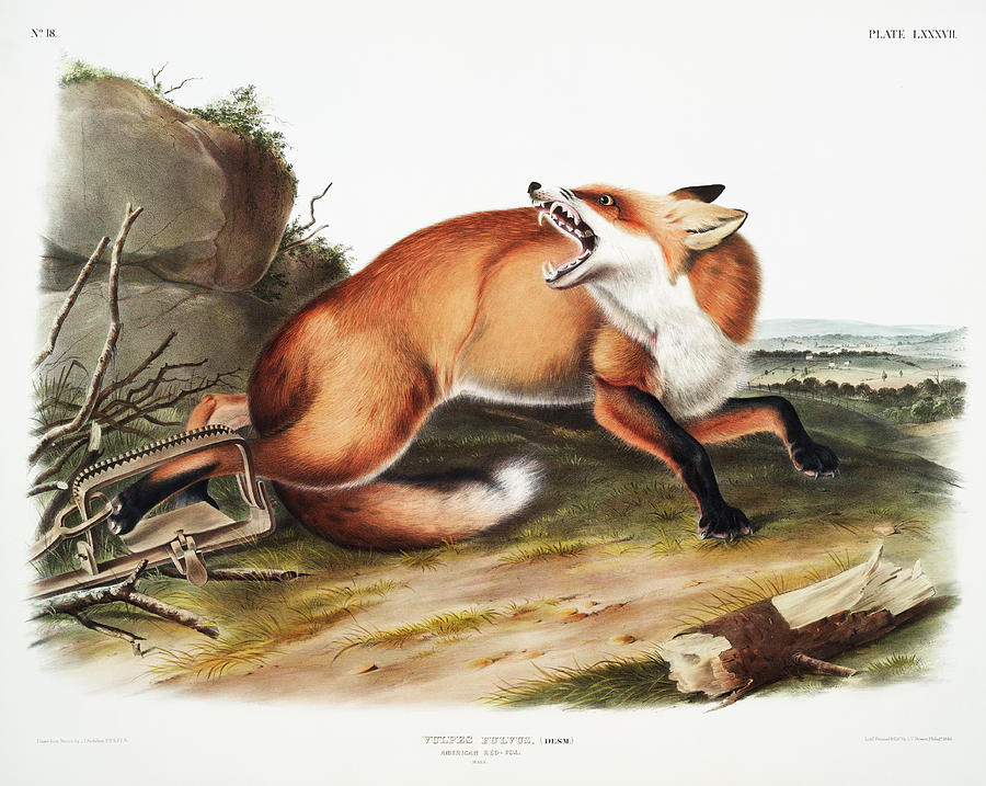 Red Fox. John Woodhouse Audubon Illustration Mixed Media by World Art Collective