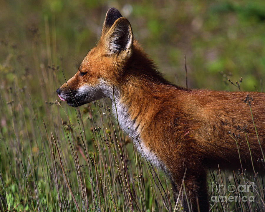 Nature Photograph - Red Fox by Joshua McCullough