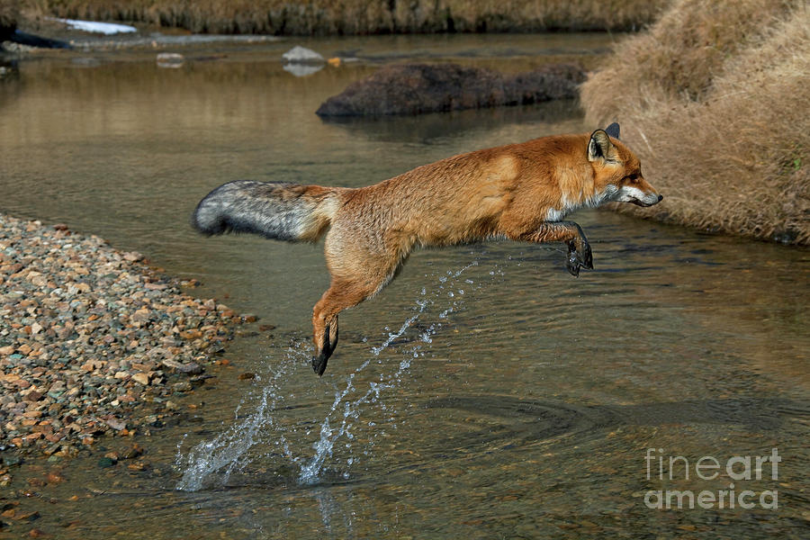 Red Fox Jumping over Stream Photograph by Arterra Picture Library