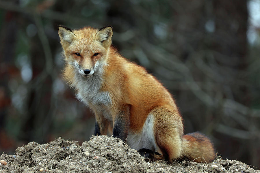 Red Fox Photograph by Kimberly Perry - Fine Art America