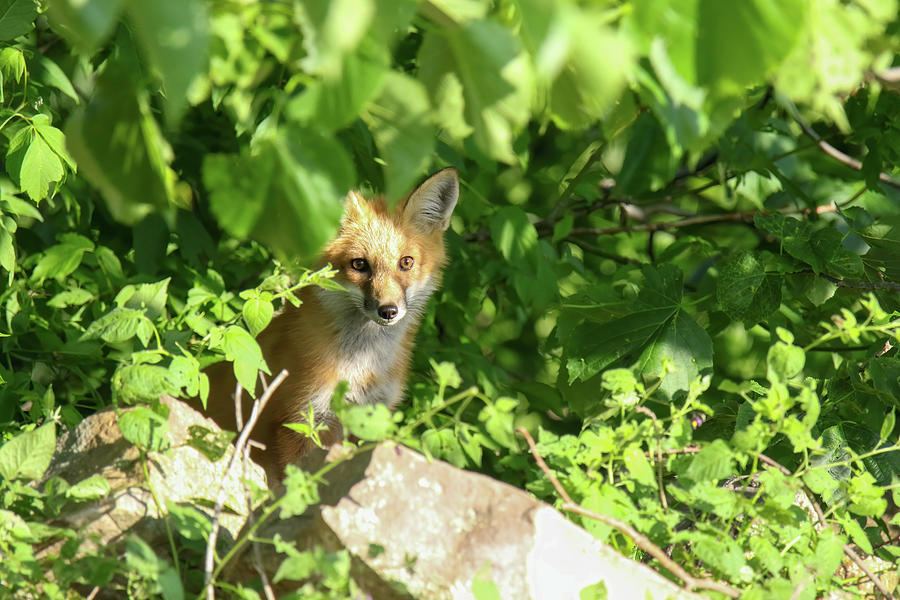 Red Fox Kit 100 Photograph by Brook Burling