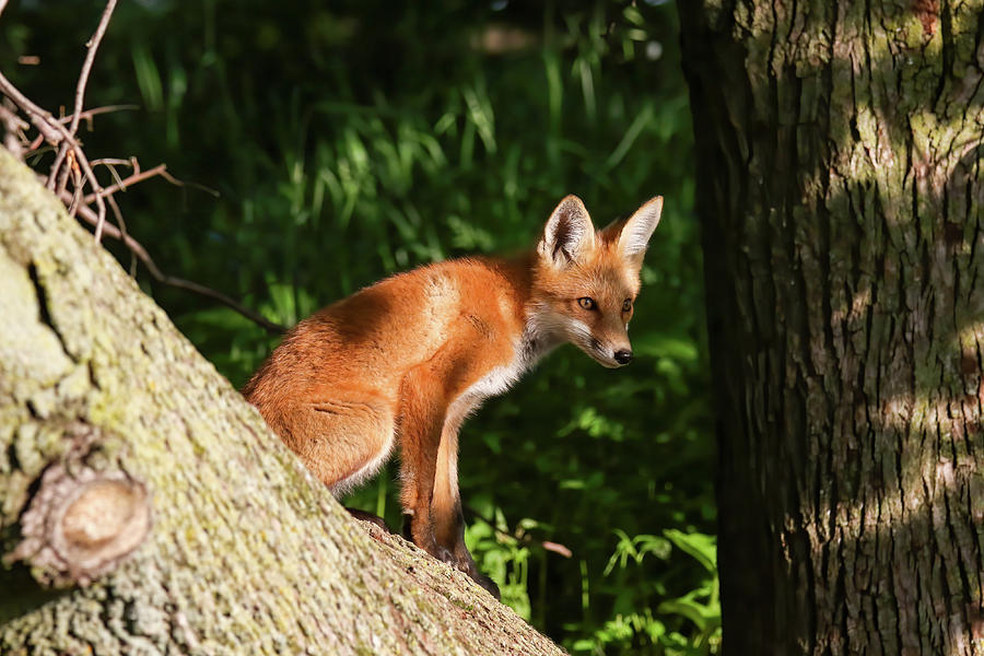 Red Fox Kit 103 Photograph by Brook Burling