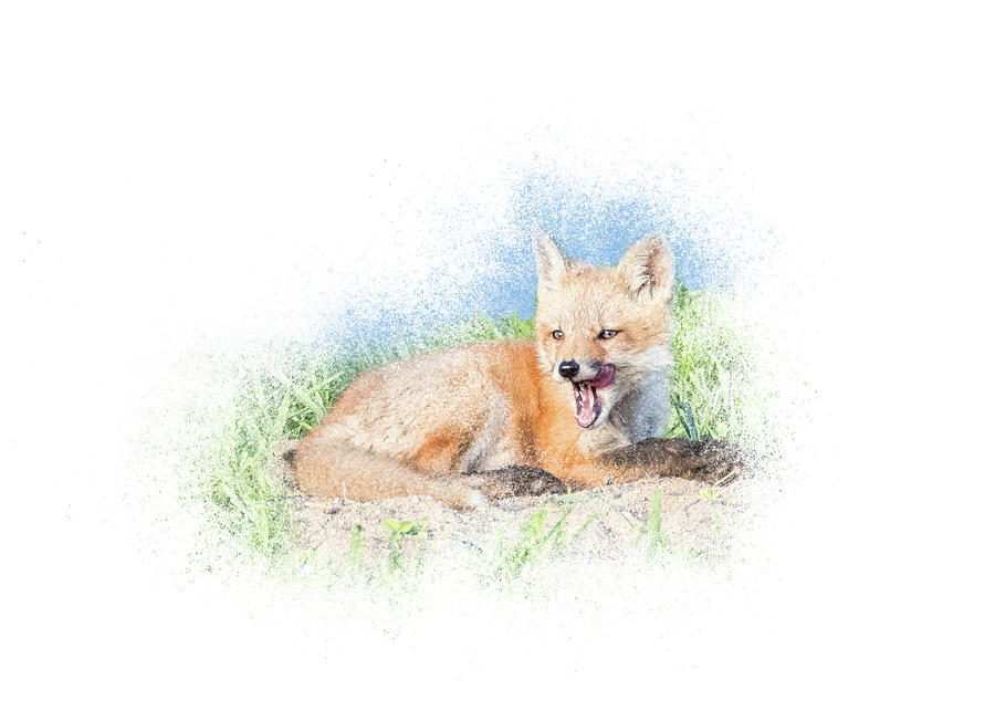 Red Fox Kit #11 - Yawn Mixed Media by Patti Deters