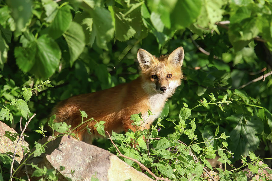 Red Fox Kit 12 Photograph by Brook Burling