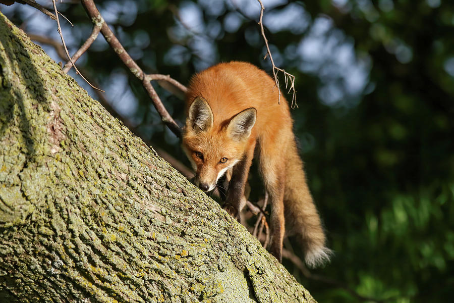Red Fox Kit 13 Photograph by Brook Burling