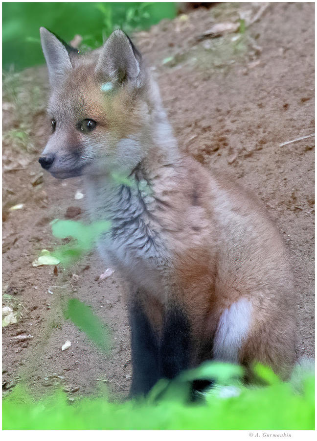 Red Fox Kit 7710 Photograph by A Macarthur Gurmankin