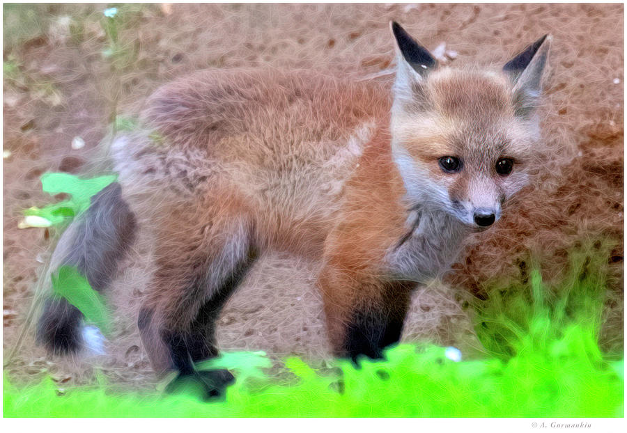 Red Fox Kit 7711 Photograph by A Macarthur Gurmankin