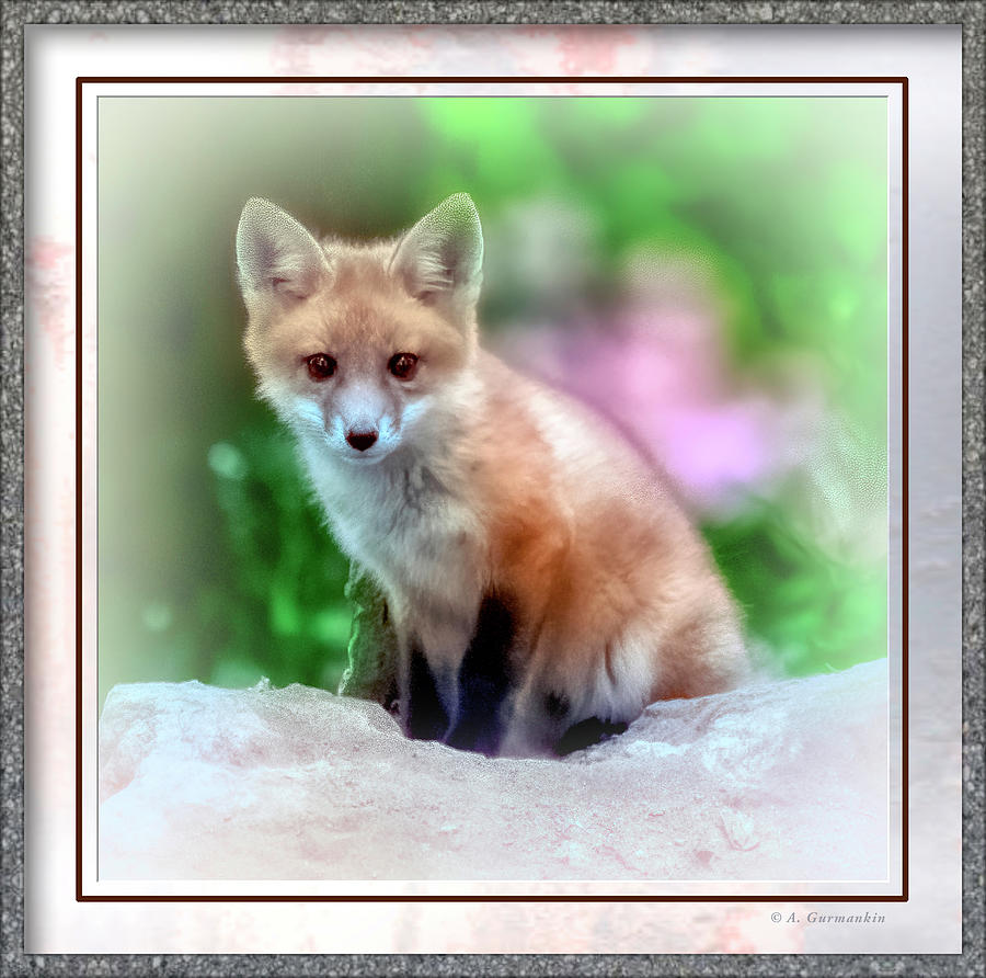 Red Fox Kit 7828 Photograph by A Macarthur Gurmankin