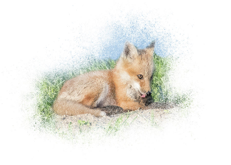 Red Fox Kit #8 - Paw Lick Mixed Media by Patti Deters