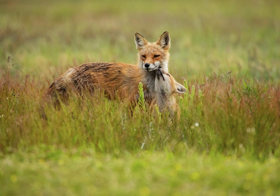 Red Fox Kit and Vixen Photograph by Lori A Cash - Fine Art America