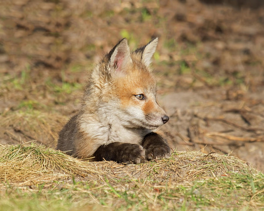 Red Fox Kit Photograph by CR Courson