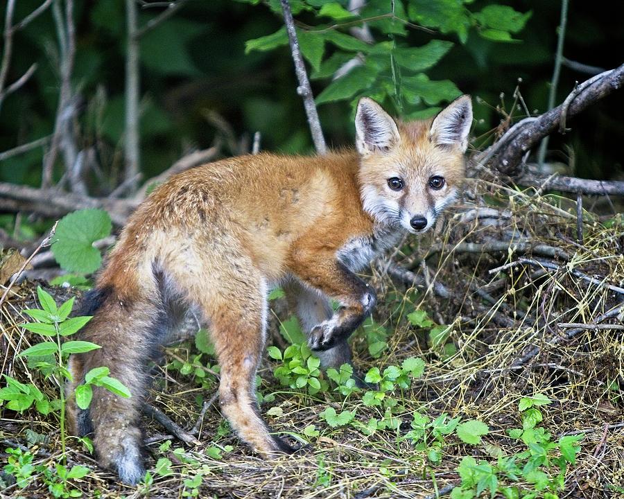 Red Fox Kit Exploring Photograph by Ronald Lutz