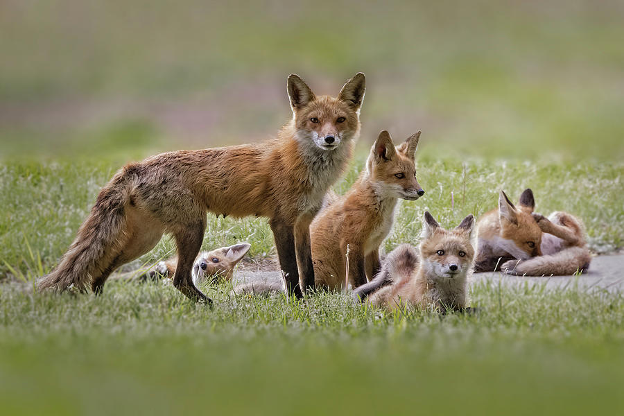 Fox Photograph - Red Fox Kit family by Susan Candelario