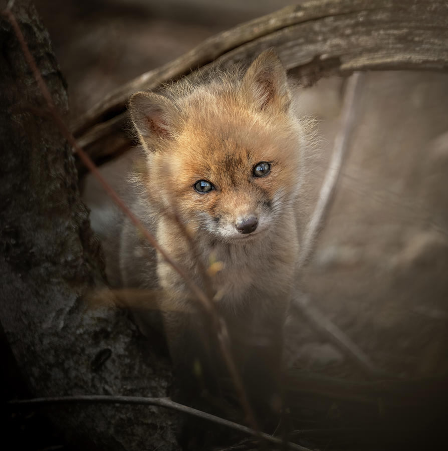 Red Fox Kit III Photograph by Martina Abreu