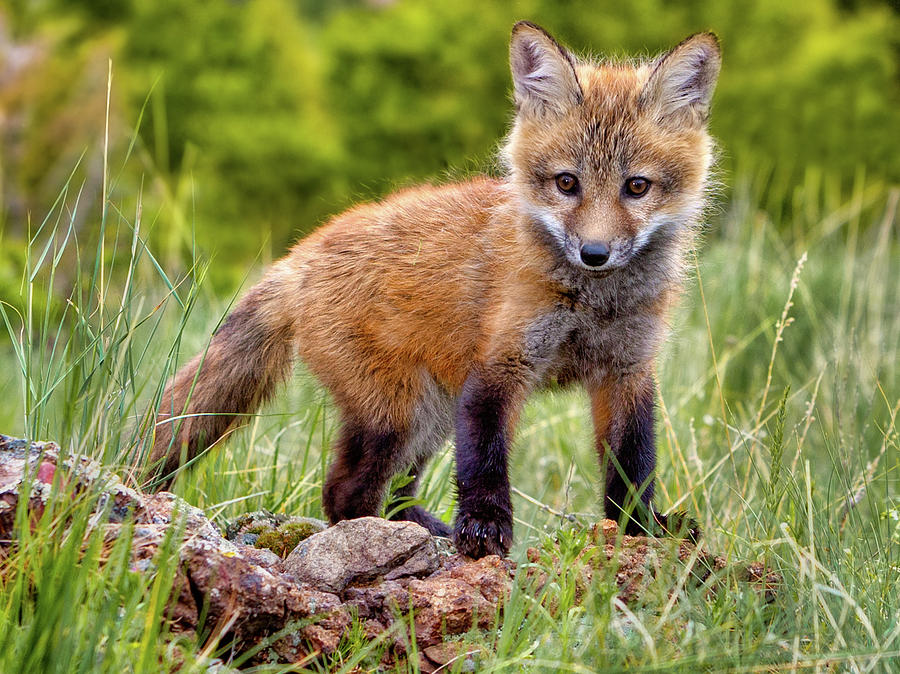 Nature Photograph - Red Fox Kit in Forest by Jerry Fornarotto
