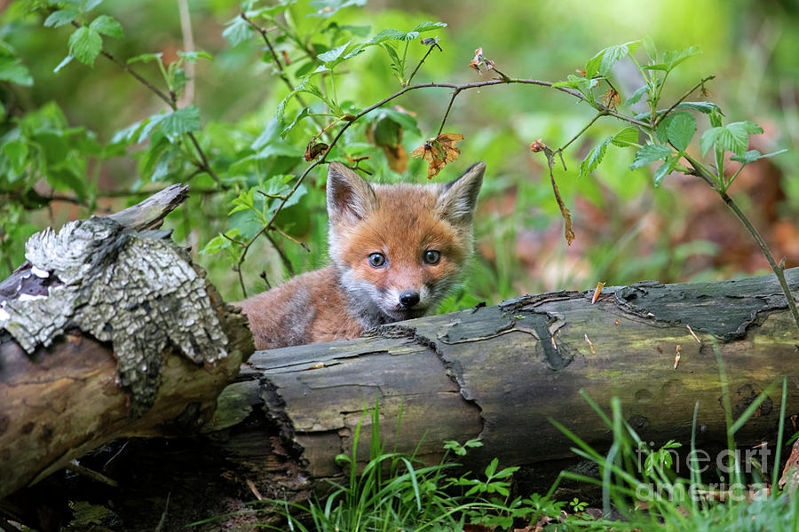 Red Fox Kit in Woodland Photograph by Arterra Picture Library